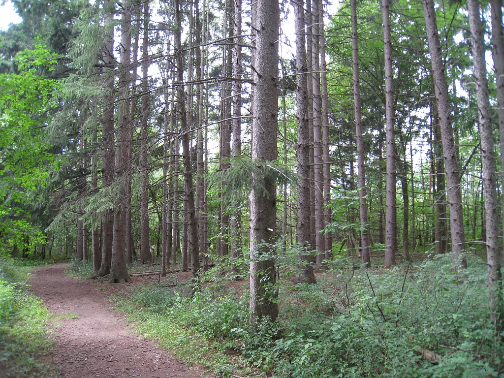 Matthaei Botanical Gardens 2010 0530.jpg - My favorite place in the park is the large pine forest. Quiet, cool, nice and peaceful.